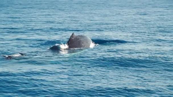 Okyanusta hareket eden balina, suyun altına gidiyor. — Stok video