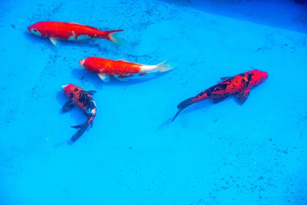 Aislamiento Peces Dorados Sobre Fondo Azul —  Fotos de Stock