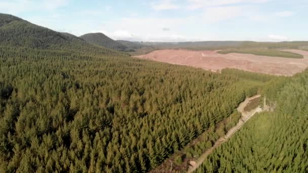 Vista aérea panorámica del arroyo Kerosene y el bosque circundante - Nueva Zelanda — Vídeo de stock