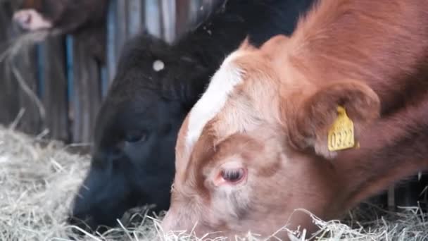 ICELÂNDIA - AGOSTO 2019: Vacas pastando em um rancho. Movimento lento — Vídeo de Stock