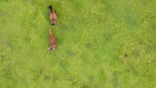 Légi kilátás lovak legeltetés a hegyi réten, felülnézetből — Stock videók