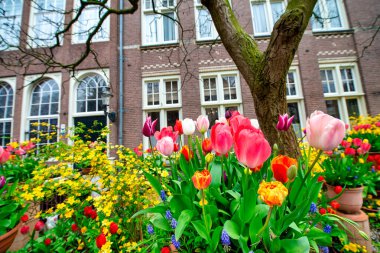 Eski kadın cemaati, bahçesi ve binaları önünde laleler, Amsterdam, Hollanda.