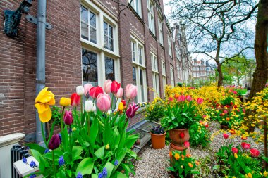 Eski kadın cemaati, bahçesi ve binaları önünde laleler, Amsterdam, Hollanda.