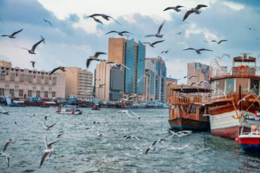 DUBAI, BAE - 9 Aralık 2016: Deira 'da Dubai Deresi boyunca martıları ve binaları olan tekneler.