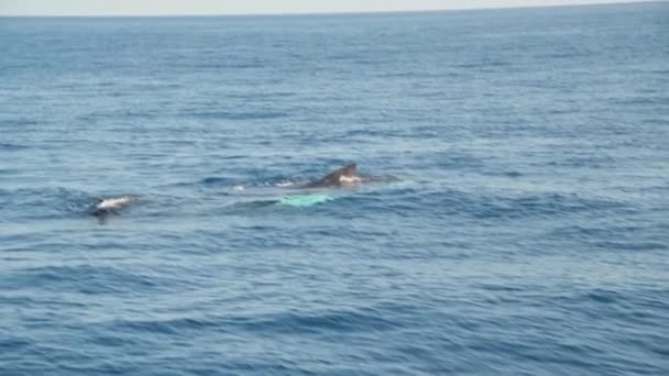 Ballena en el archipiélago Whitsunday, Queensland, Australia. Movimiento lento — Vídeos de Stock