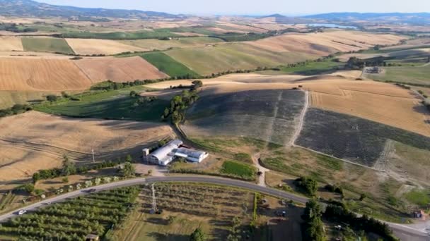 Luftaufnahme der Lavendelfelder auf dem Land, Sommersaison, Drohnenaussichtspunkt — Stockvideo