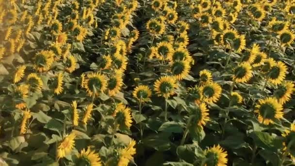 Luftaufnahmen Von Schönen Feld Von Sonnenblumen — Stockvideo