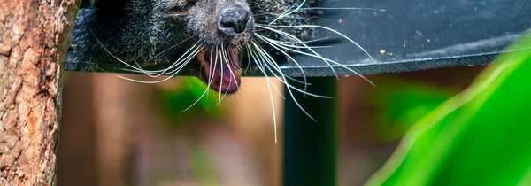 Binturong Conhecido Como Bear Cat Zoológico Sydney — Fotografia de Stock