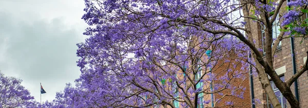 Purple Jacaranda Träd Våren Längs Sydney Stadsgata — Stockfoto