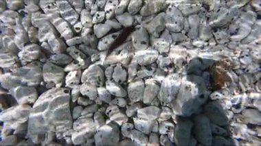 Su altı deniz yaşamının yavaş hareketi