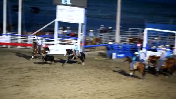 CODY, WY - červen 2019: Kovboj honí krávu s provazem v rodeovém parku — Stock video