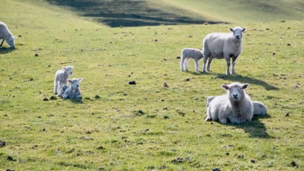 Вівці на лузі, Нова Зеландія. Повільний рух — стокове відео