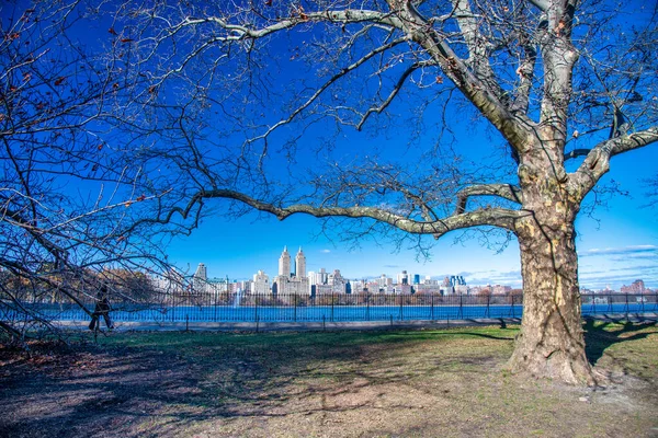 Manhattan Skyline Vinterdag Från Central Park Lake Med Bara Träd — Stockfoto