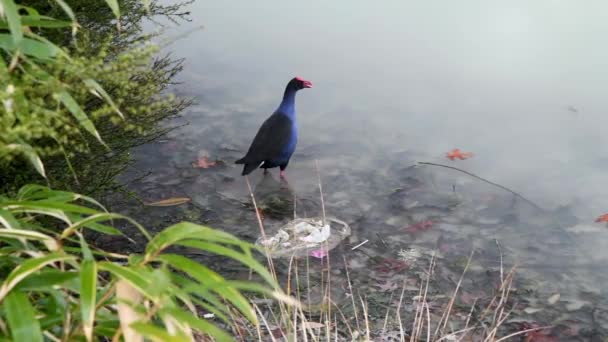 蓝鸟在湖畔准备飞翔.慢动作 — 图库视频影像