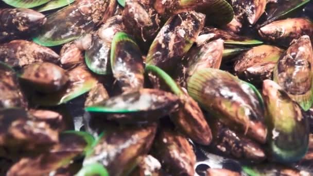New Zealand Mussels dengan semprotan air. Gerakan lambat — Stok Video
