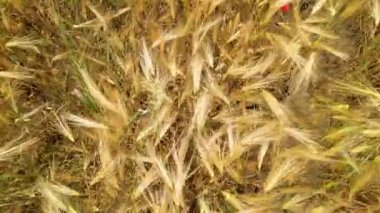 Gelincikli buğday tarlasının inanılmaz hava manzarası