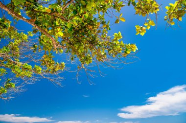 Mavi gökyüzü olan ağaç, tropikal arkaplan.