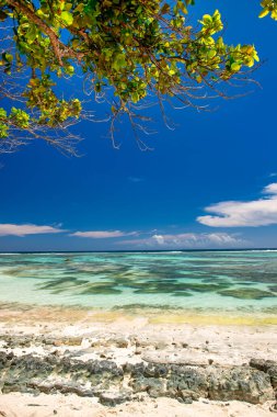Mavi gökyüzü olan ağaç, tropikal arkaplan.