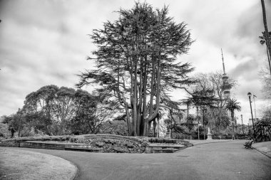 Albert Park ve şehir binaları, Auckland, NZ.