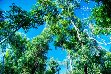 Gökyüzüne bakan ağaçların gökyüzüne bakan görüntüsü.