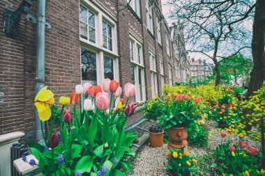Eski kadın cemaati, bahçesi ve binaları önünde laleler, Amsterdam, Hollanda.
