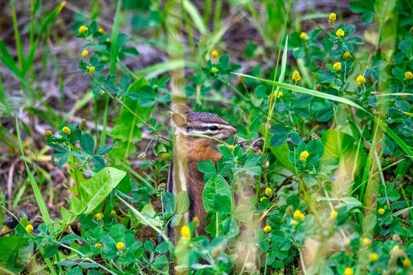 Esquilo Parque Nacional Temporada Verão — Fotografia de Stock