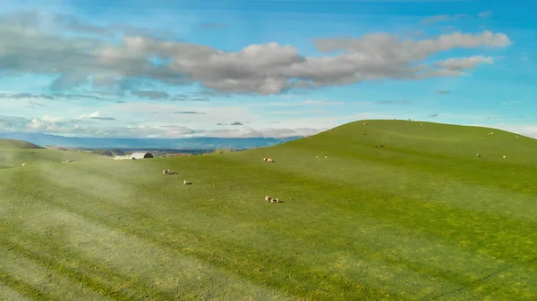 Vista Aérea Colorida Campiña Nueva Zelanda Temporada Primavera —  Fotos de Stock