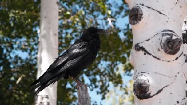 Zwarte vogel in het bos bij een boom Slow motion — Stockvideo