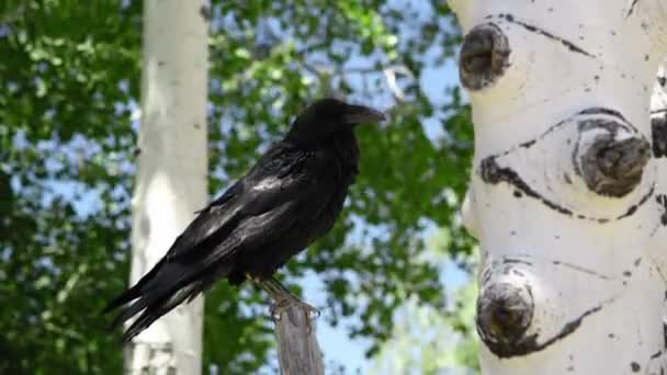 Pájaro negro en el bosque cerca de un árbol — Vídeos de Stock