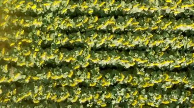 Yazın güzel ayçiçeklerinin muhteşem hava manzarası