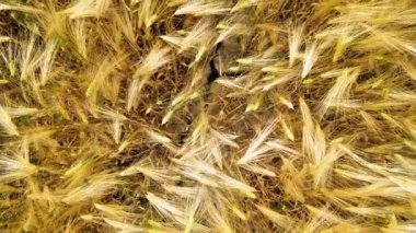 Gelincikli buğday tarlasının muhteşem hava manzarası. Yavaş çekim