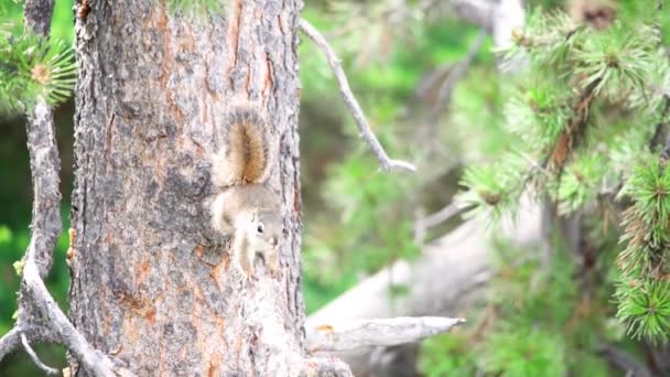 Красивая белка на дереве, Йеллоустонский национальный парк — стоковое видео