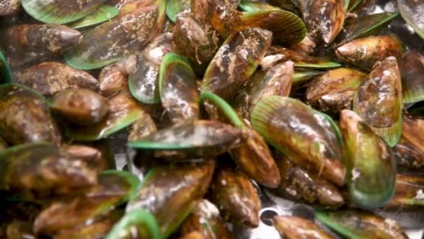 Nya Zeelands musslor med sprutvatten. Långsamma rörelser — Stockvideo