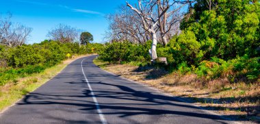 Büyük Okyanus Yolu 'ndaki Cape Otway Ulusal Parkı, Avustralya.