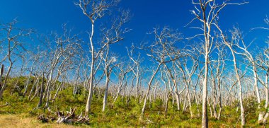 Büyük Okyanus Yolu 'ndaki Cape Otway Ulusal Parkı' nda çıplak ağaç gövdeleri..