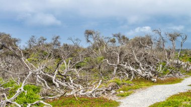 Cotters Gölü Patikası boyunca bitki örtüsü ve ağaçlar, Wilsons Promontory Ulusal Parkı, Avustralya.