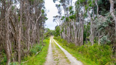 Vegetation and trees along the Cotters Lake Trail, Wilsons Promontory National Park, Australia. clipart