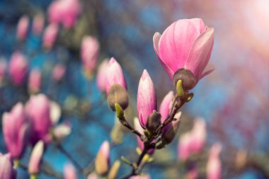 Bahar zamanı manolya çiçeklerinin güzel renkleri.