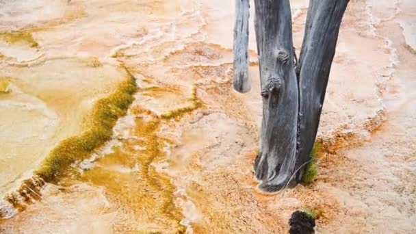 Arbre nu dans les sources chaudes mammouth - pierre jaune, wyoming — Video