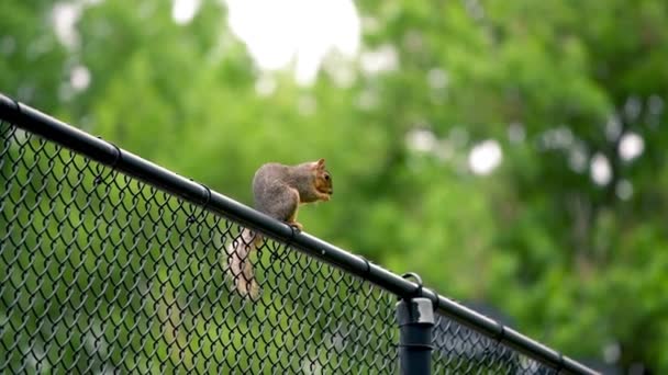 Schönes Eichhörnchen im Stadtpark — Stockvideo