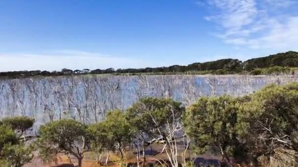 Île de Kangourou, Australie - Arbres nus sur le lac — Video