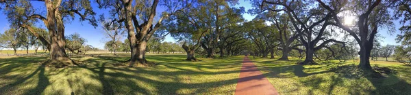 Oak Alley plantation trees on a beautiful sunny day, Louisiana. Panoramic view.