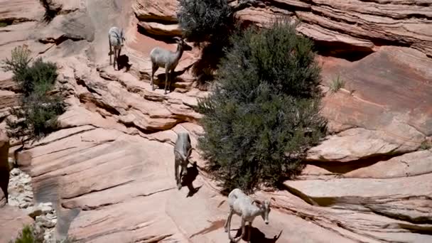 Deers on the mountains of Zion National Park, USA Slow motion — Stock Video