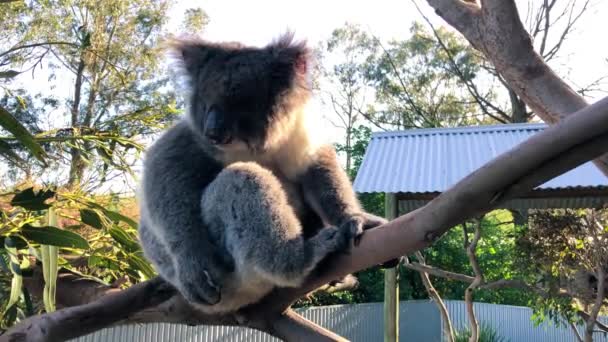 Koala en el árbol, Australia — Vídeos de Stock