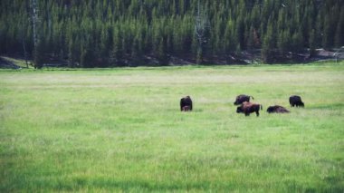 Buffalos Otlatma, Yellowstone Bisonları Yellowstone Ulusal Parkı, Wyoming