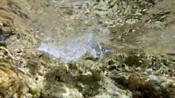 Movimento lento da vida marinha subaquática — Vídeo de Stock