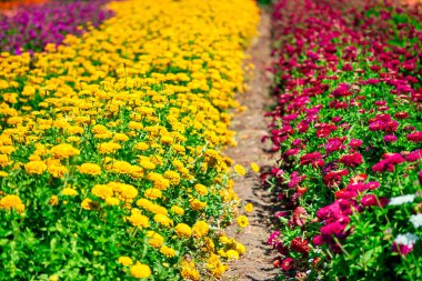 Güzel renkli çiçekler, mor ve sarı.