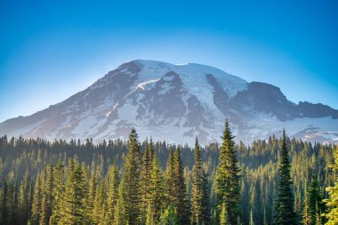 Yaz mevsiminde Rainier Dağı 'nın etrafındaki orman.
