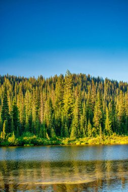 Yaz mevsiminde Rainier Dağı 'nın etrafındaki orman.