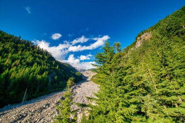 Rainier Dağı boyunca güzel bir patika, Washington, ABD.